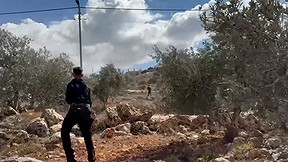 אלות, אבנים - ומחסור באכיפה של צה"ל: עונת מסיק הזיתים ביו"ש שוברת שיאים