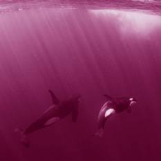 Square 500X500 (991)