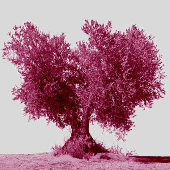 הספרות מטפסת על עץ גבוה