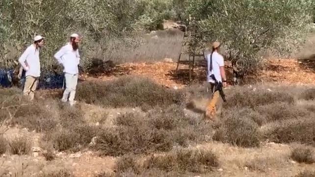 שומרון מסיק זיתים מתנחלים