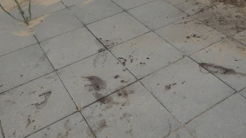 נרצח בגלל ריב על 50 שקל: אב לילד נדקר למוות לעיני משפחתו