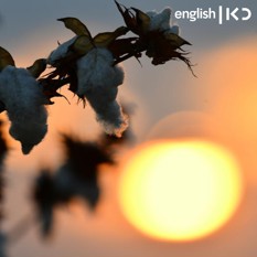Cotton field at sunrise