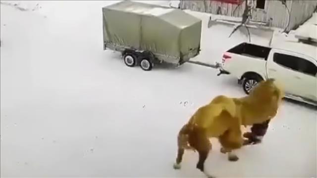  צילום מסך גמל התנפל על שומר חוות ציידים ברוסיה והרג אותו