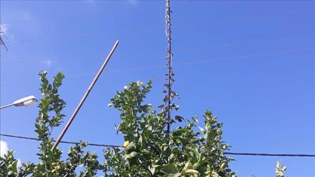 צמח החוטמית הזיפנית, מתוך ידיעה לקלמןליברמן