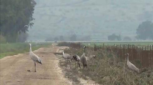 לא עפים עליהם: הקרב על "המסעדה" של הציפורים