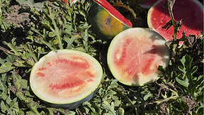 אביטחים שנגועים בווירוס