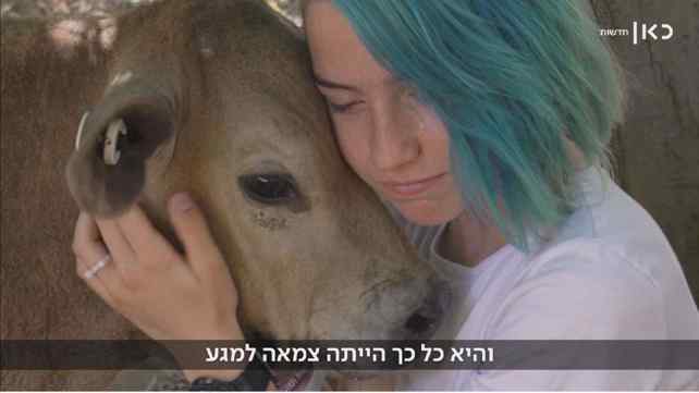 גלי ותקווה הפרה
