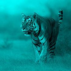 cat16844_img767460619.jpg