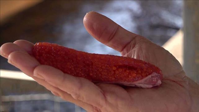 הקוויאר מהצפון – רובי המרשלג