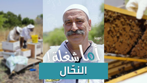 اما شغلة - النحال