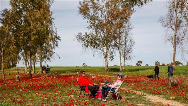 פריחה, אביב, שמש, התחממות, דרום אדום