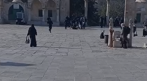 13 צעירים פרצו להר הבית בניסיון להקריב קורבן שבועות - ונעצרו