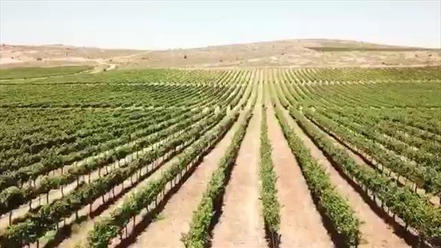 כרמים ומטעי זיתים משק אחיה