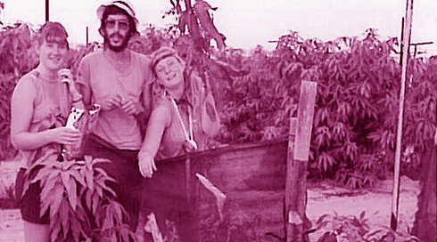 חלקת ההרכבות במטע המנגו, קיבוץ חולית 1984