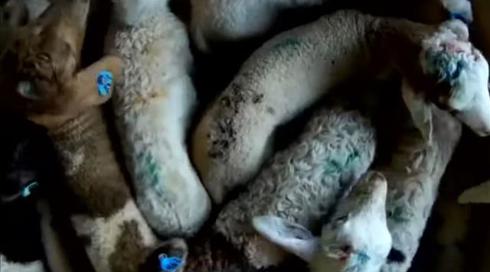 תחקיר ההתעללות בקיבוץ גבע: המדינה ערערה על גזרי הדין