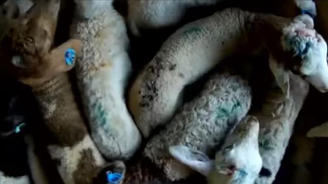 תחקיר "כאן" חושף: התעללות קשה בכבשים בקיבוץ גבע, 2017