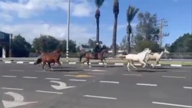 סוסים בכביש 5