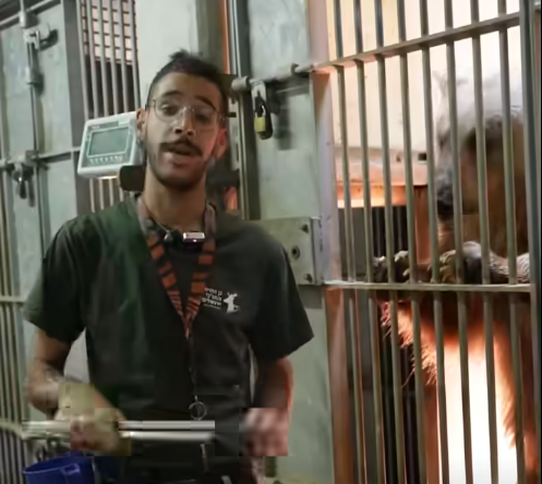 אוריאל נורי, עובד גן החיות התנ"כי שהותקף על ידי נמר