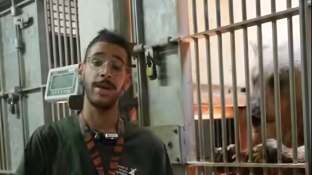 אוריאל נורי, עובד גן החיות התנ"כי שהותקף על ידי נמר