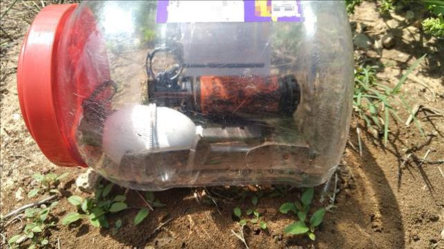 רימונים בחצר בית ספר בלוד