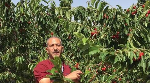 הרשות הפלסטינית לצלב האדום: התערבו בעניין ערביד