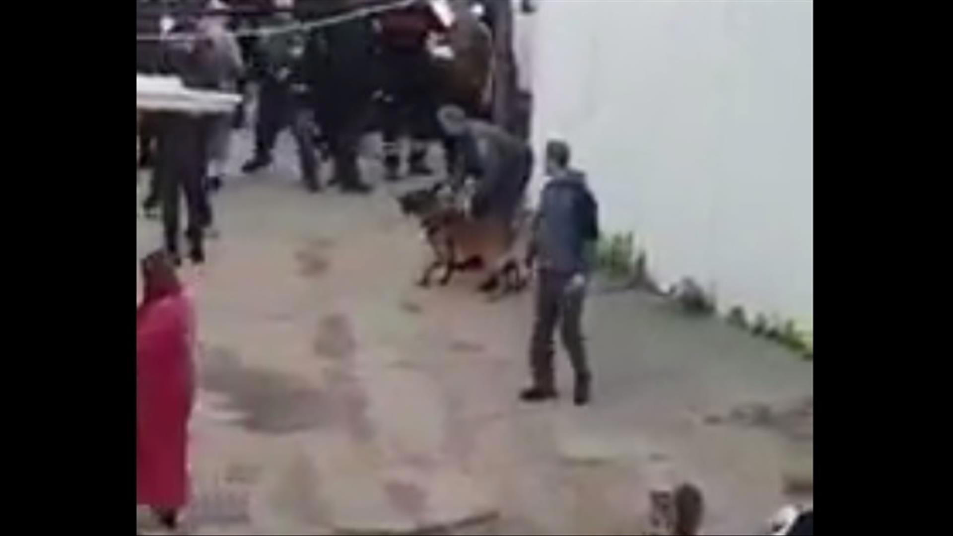 יחידת הכלבנים ביפו