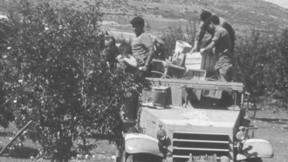 קטיף תפוחים במושב דובב