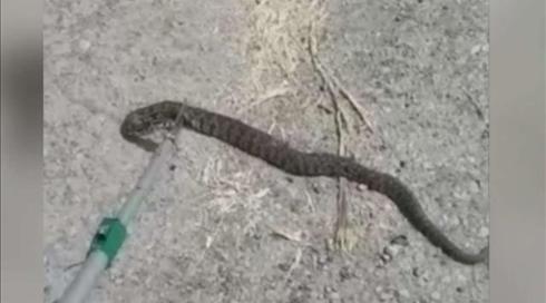 "הקאתי כמויות לא נורמליות": כיצד מתמודדים עם מכת הנחשים