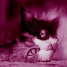 cat30408_img280329967.jpg