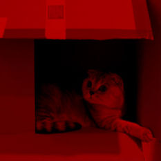 cat9158_img238229041.jpg