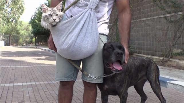 מאמצים ומשלמים: למה כל כך יקר ללכת לווטרינר?