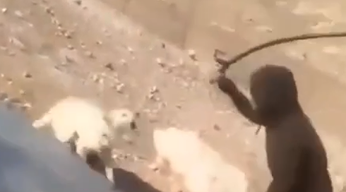 אחרי חודשיים במנוסה: נעצר צעיר שתקף אישה ופעוט והתעלל בכלב ביו"ש